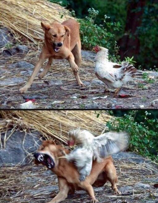 来啊，单挑啊动物gif搞笑图片