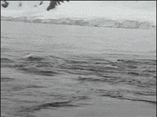 好机智的企鹅，被鲨鱼追杀跳到了船上动物gif搞笑图片