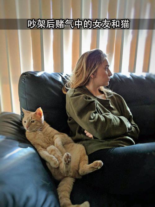 喵：反正错不在我动物gif搞笑图片