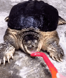 鳄鱼终于找到了对手动物gif搞笑图片