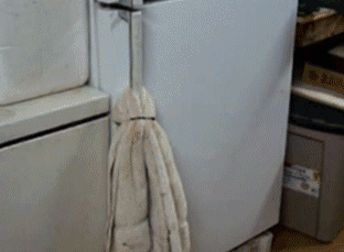 还是这里凉快动物gif搞笑图片