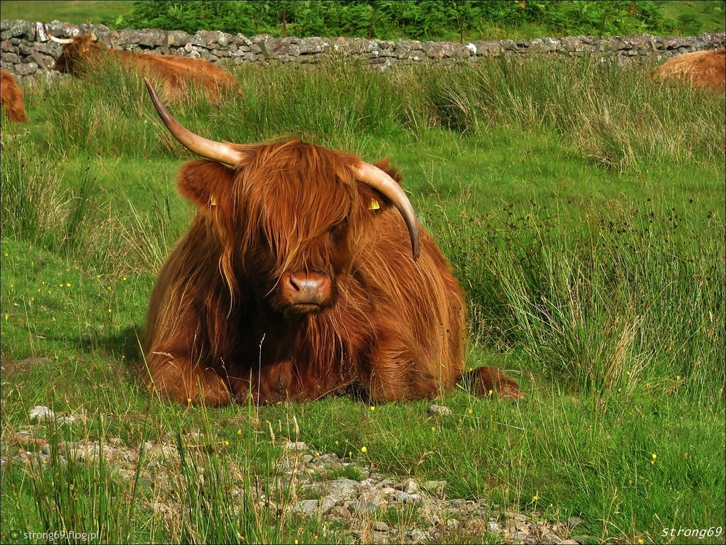 这肯定不是一头正经的牛动物gif搞笑图片