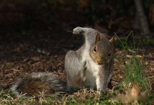 别看我个头小,本松鼠力气可大着呢动物gif搞笑图片