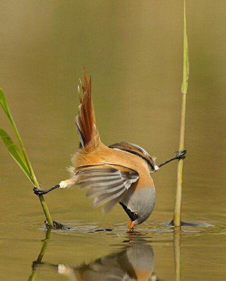 喝个水还要劈叉动物gif搞笑图片