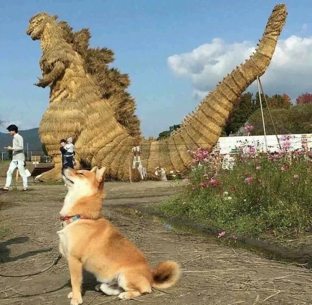 小狗子，不错哟动物gif搞笑图片