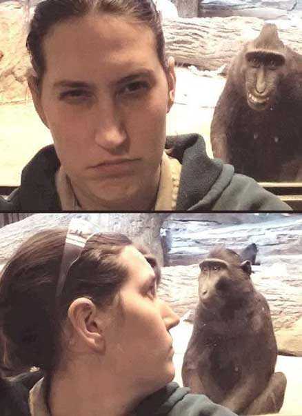 竟然装无辜的抢镜猴子动物gif搞笑图片