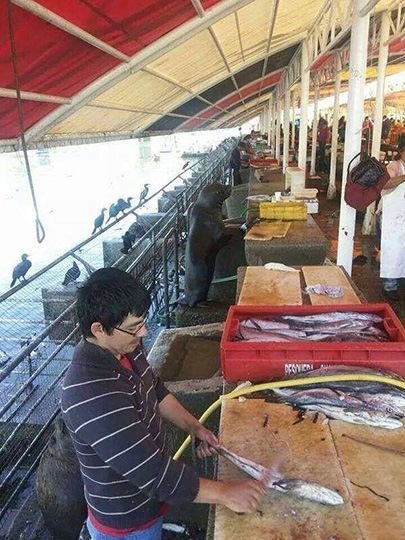 老板，请问鱼怎么卖动物gif搞笑图片