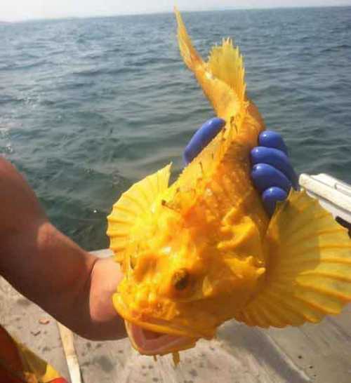 神马鱼？龙王么动物gif搞笑图片