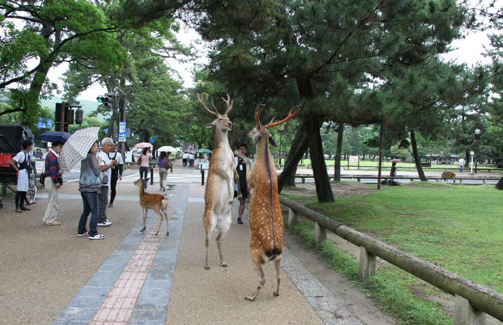“你是新来的兼职鹿吗？”“对啊对啊！穿这么厚热死了~”动物gif搞笑图片
