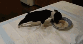 一边吃饭一边健身~动物gif搞笑图片