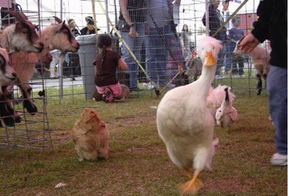 家禽界的维密秀动物gif搞笑图片