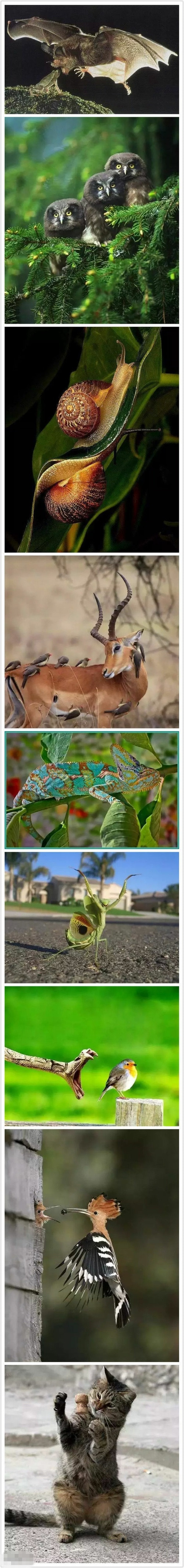 是该赞叹摄影师太厉害还是大自然太神奇呢？动物gif搞笑图片