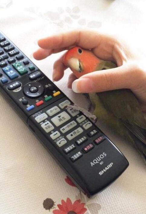 趁着主人拿遥控器的空隙钻进手里一脸“计划通“的表情动物gif搞笑图片