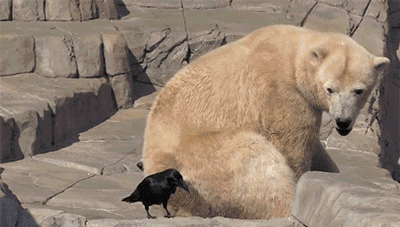 死乌鸦，想干嘛，快走开动物gif搞笑图片