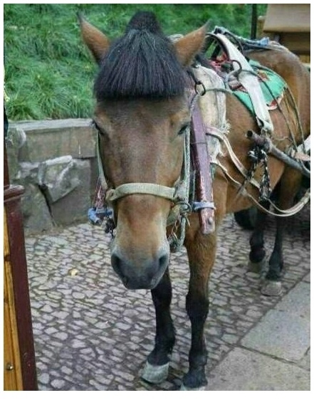 好多女生都是这个发型，是不是？动物gif搞笑图片