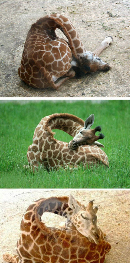 最有爱的动物——长颈鹿动物gif搞笑图片