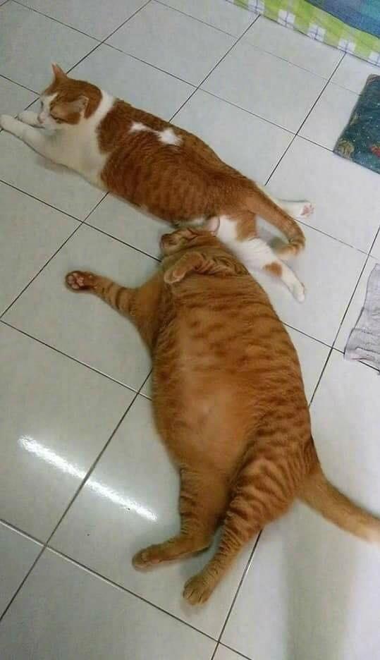 100％纯橘和70％橘的差别动物gif搞笑图片