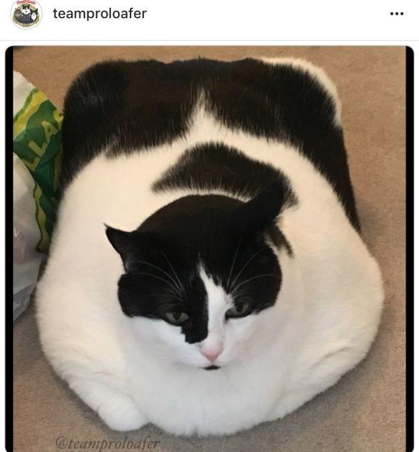 你们对月半一无所知动物gif搞笑图片