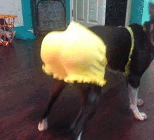 求心理阴影面积动物gif搞笑图片