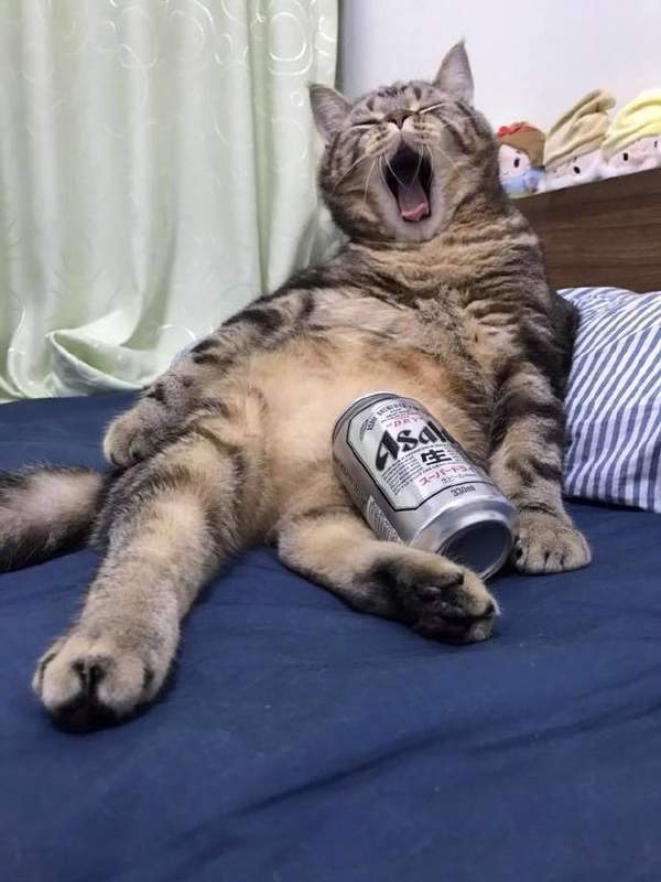 周末午后的我~动物gif搞笑图片