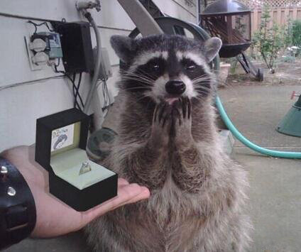 姐夫，这样真的合适吗动物gif搞笑图片