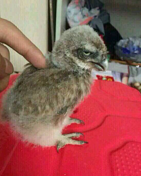 今天在外面捡到的小鸡仔，为什么它看我眼神怪怪的动物gif搞笑图片