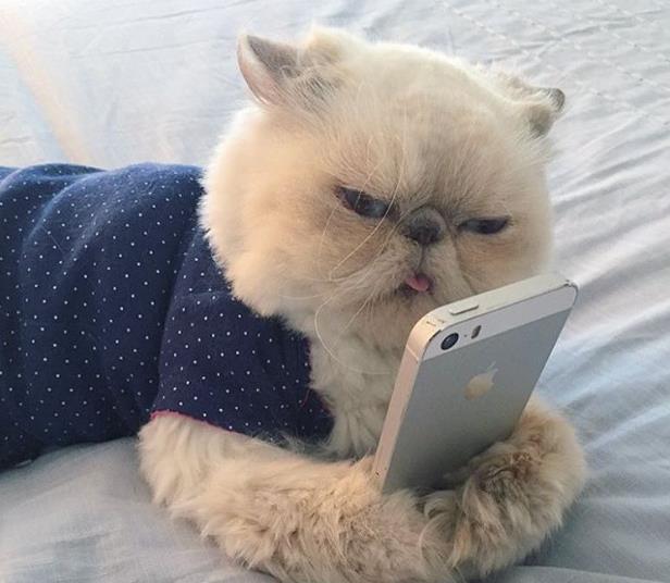 万能的朋友圈，请告诉哪家外卖好吃呢？动物gif搞笑图片