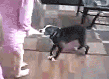 喵星人仗义出爪动物gif搞笑图片