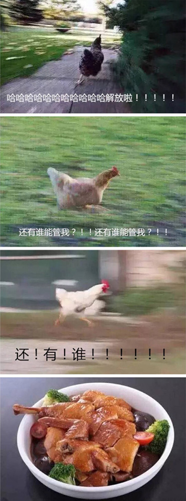 一只鸡活得太奔放是没有好下场的动物gif搞笑图片