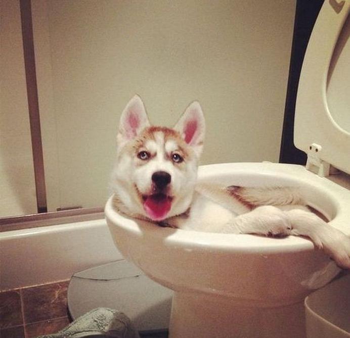 这里挺凉快啊动物gif搞笑图片