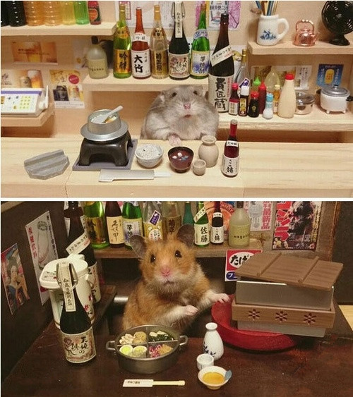 日本吧台鼠老板为您点酒。“客官，来电神马？”动物gif搞笑图片