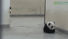 小崽子还想离家出走？给我回来动物gif搞笑图片