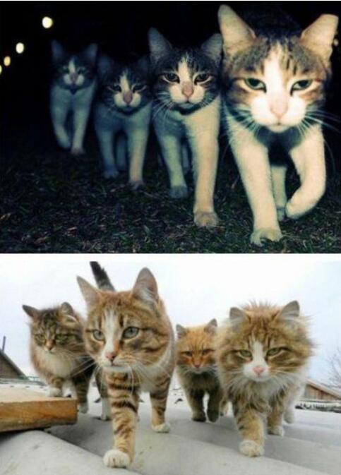 混社团全靠三样东西：够狠，义气，兄弟多动物gif搞笑图片