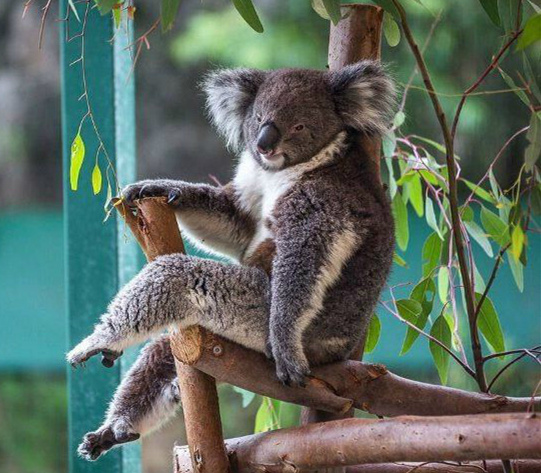 树袋熊原来有这么长的腿动物gif搞笑图片