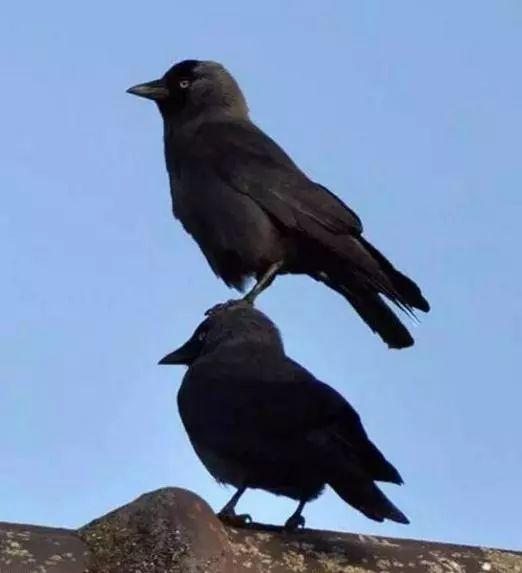 下面的感受到鸭力了吗动物gif搞笑图片