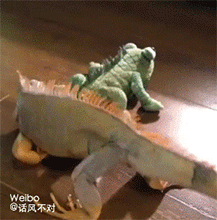 祖传神功死亡翻滚动物gif搞笑图片