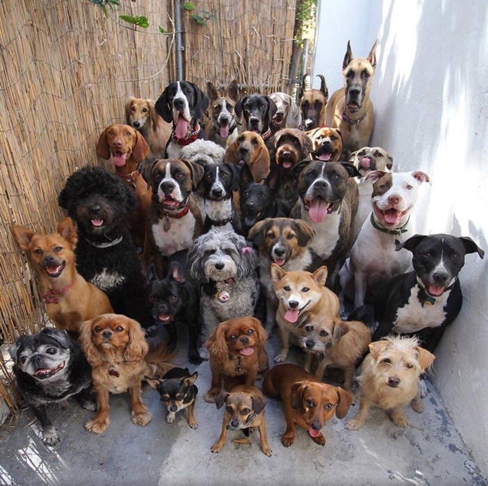 快快留下买路钱动物gif搞笑图片