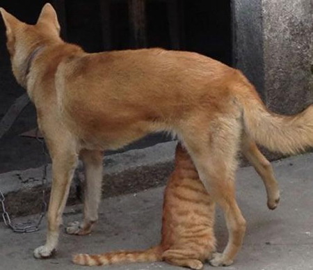 这俩货简直让人无法直视动物gif搞笑图片