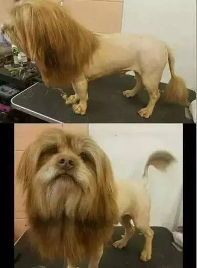 狗狗：师傅，后面剪短，前面不动~动物gif搞笑图片