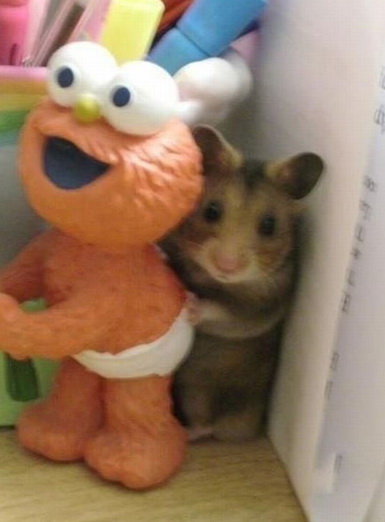 出来吧，不要躲着了，那喵已经走了！动物gif搞笑图片