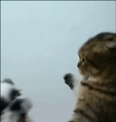 冷静！兄弟！冷静一下！动物gif搞笑图片