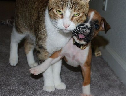 兄弟，快闪，老大要发飚了动物gif搞笑图片