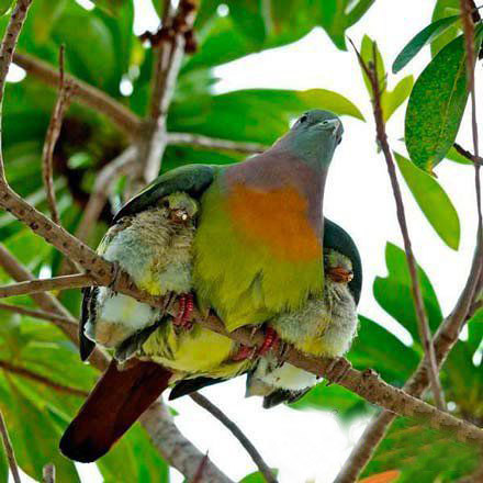 这就是母爱动物gif搞笑图片