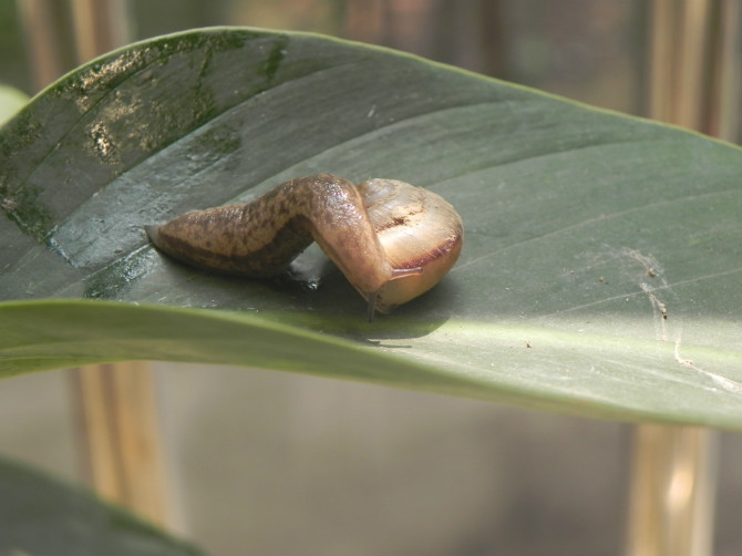 蜗牛也裸奔动物gif搞笑图片