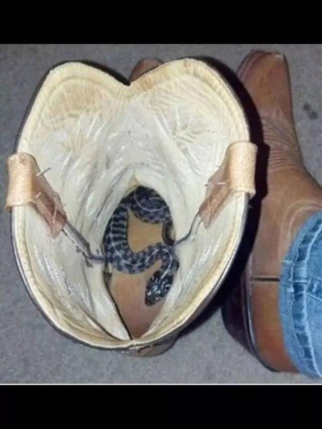 穿靴子前要注意检查动物gif搞笑图片