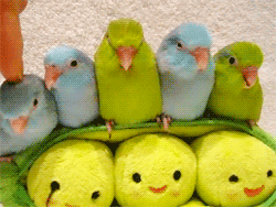 如此稳重的鹦鹉，真是不多见了动物gif搞笑图片