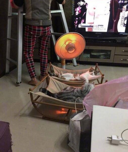 活得还不如一只喵动物gif搞笑图片