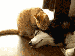 讨好什么的，你说容易么。。。动物gif搞笑图片