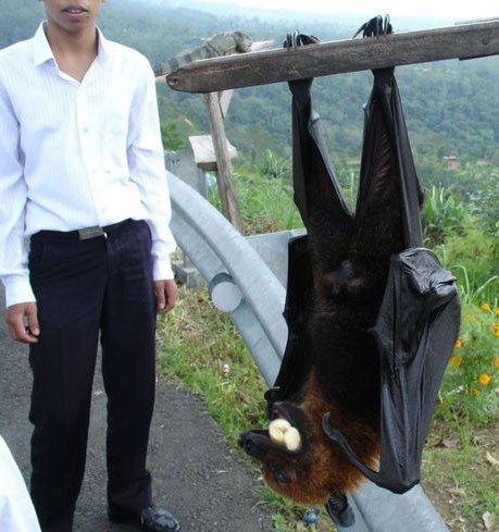 说这蝙蝠吃人我相信动物gif搞笑图片