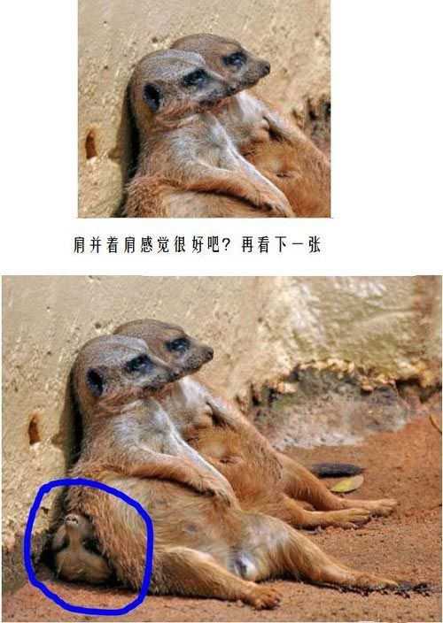 尼玛，摆明了是在欺负人嘛动物gif搞笑图片